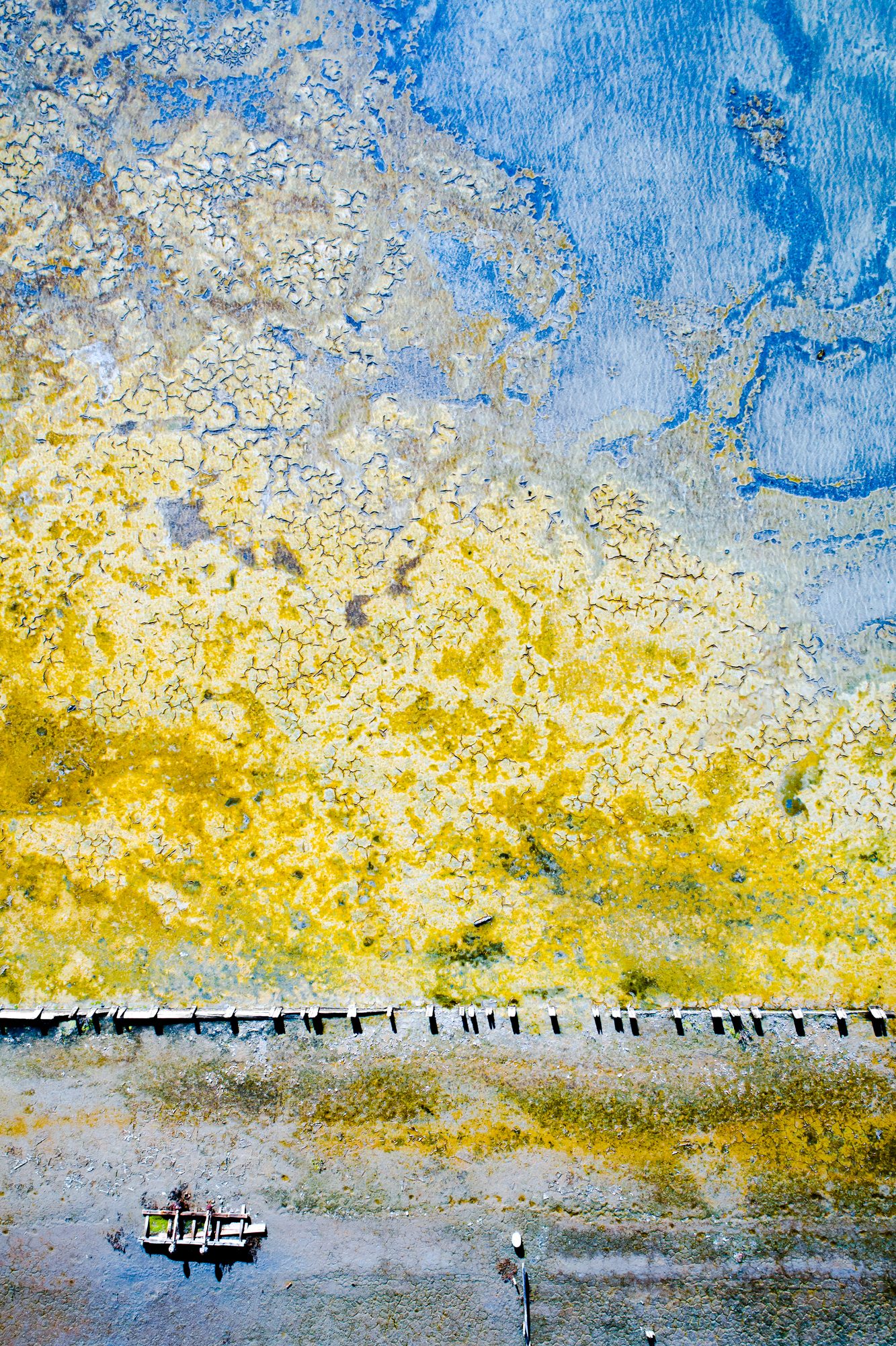 Sunflower Dawn